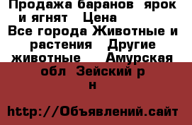 Продажа баранов, ярок и ягнят › Цена ­ 3 500 - Все города Животные и растения » Другие животные   . Амурская обл.,Зейский р-н